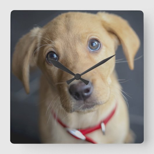 キツネレッドラブラドールパピー スクエア壁時計 (正面)