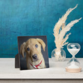 キツネレッドラブラドールパピー フォトプラーク (インサイチュ)