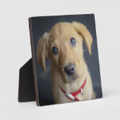 キツネレッドラブラドールパピー フォトプラーク (正面)