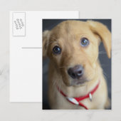 キツネレッドラブラドールパピー ポストカード (正面/裏面)
