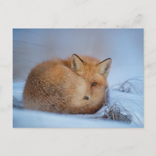 キツネ写真はがき ポストカード (正面)