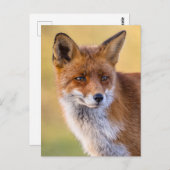 キツネ探し遠くに ポストカード (正面/裏面)