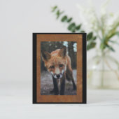 キツネ接写ポストクロッシング葉書 ポストカード (スタンド正面)