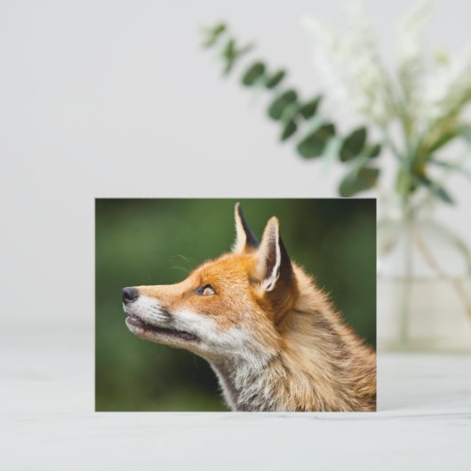 キツネ検索 ポストカード (スタンド正面)