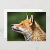 キツネ検索 ポストカード (正面/裏面)