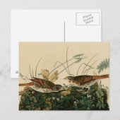 キツネ色スズメ ポストカード (正面/裏面)