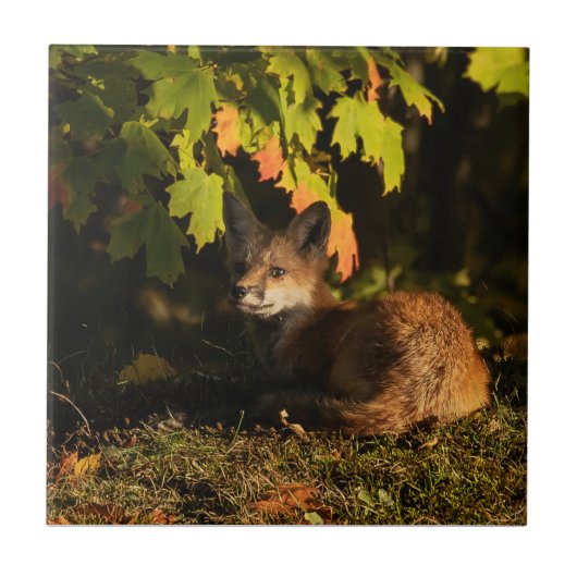 キツネ葉とシャドウ タイル (正面)