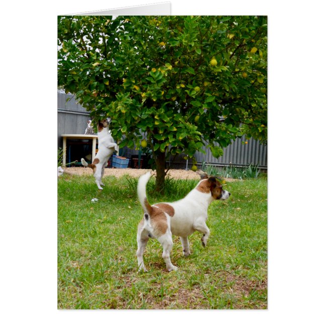 キツネ遊の時 (正面)