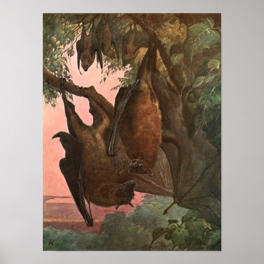キツネ飛んでいるこうもりバイオースティン、ヴィンテージ野生動物 ポスター (正面)