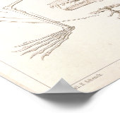 キツネ飛んでいるこうもり骨格獣医解剖学プリント ポスター (角)