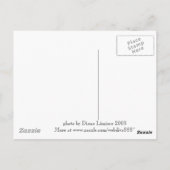 キツネ飛んでいるフルーツこうもりのスービック湾 ポストカード (裏面)