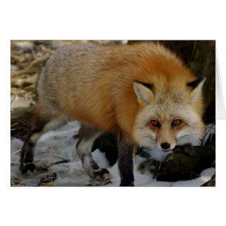 キツネ
