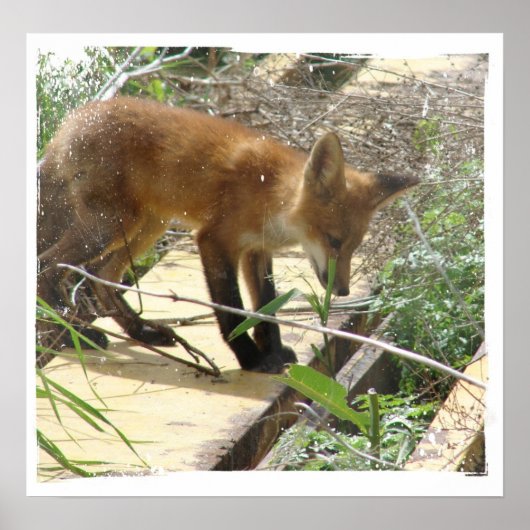 キツネ2 ポスター (正面)