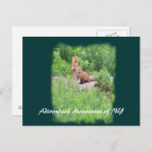 キツネ,アディロンダック山脈(NY) ポストカード (正面/裏面)