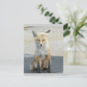 キツネ「スクーター」 IBSPポストカード ポストカード (スタンド正面)