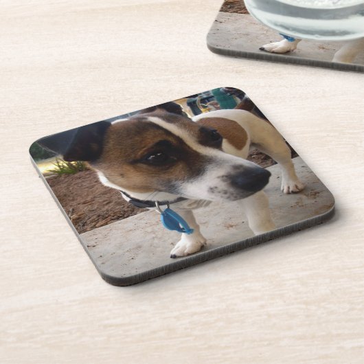 キツネ_テリア，_ コースター (左側)