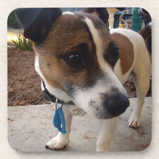 キツネ_テリア，_ コースター (正面)