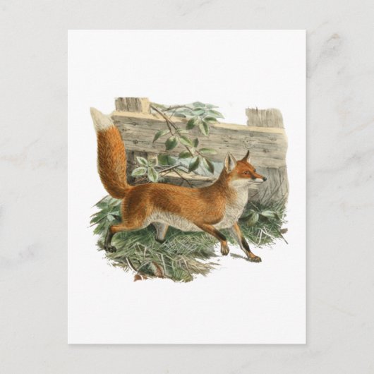 キツネ（フェンス） ポストカード (正面)