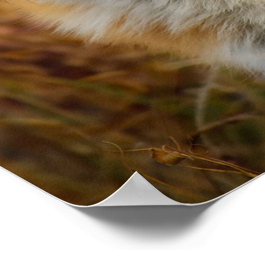 キツネ ポスター (角)