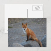 キツネ ポストカード (正面/裏面)