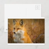 キツネ ポストカード (正面/裏面)
