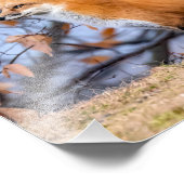 キツネ、葉および霧の写真の拡大 フォトプリント            (角)