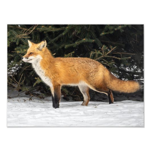 キツネ・雪 フォトプリント            (正面)