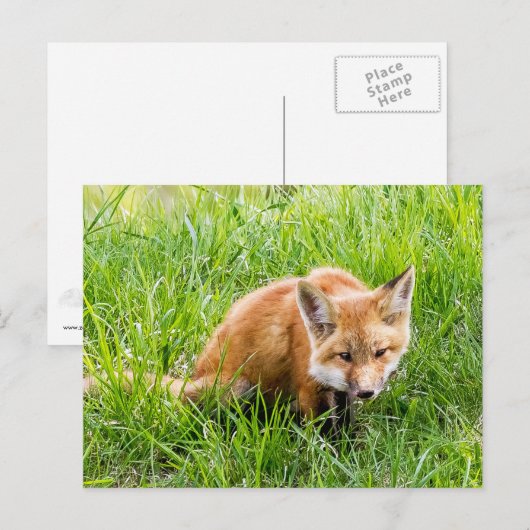 キツネCub ポストカード (正面/裏面)