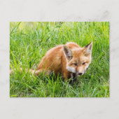キツネCub ポストカード (正面)