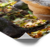 キツネin Woods – ポスター (角)