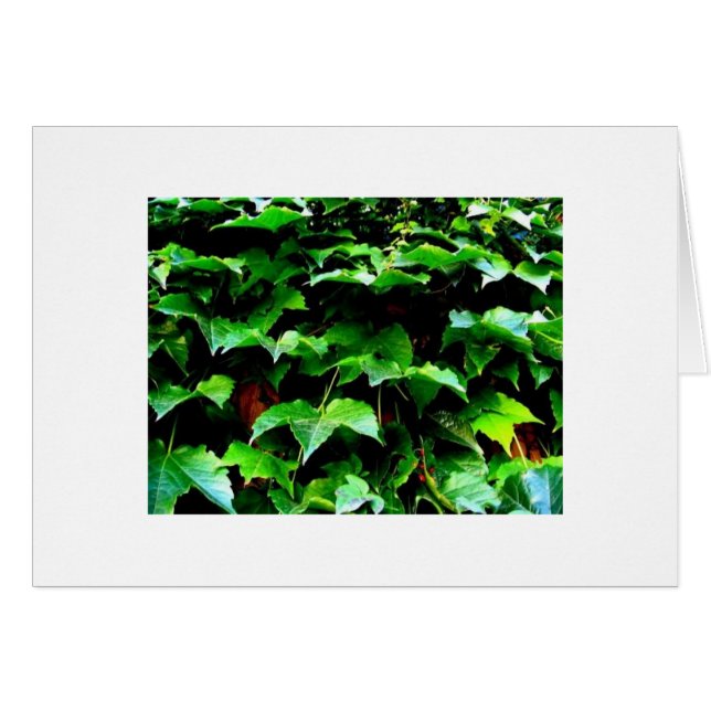 キヅタ。 リグリーは守備につきます (正面横)