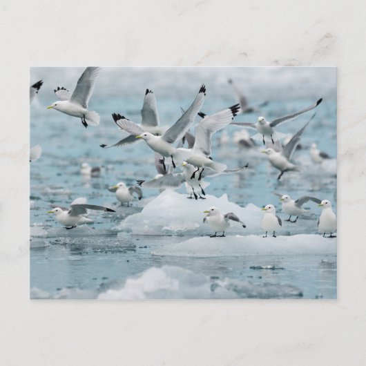 キティワケ飛んでいる ポストカード (正面)