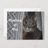 キティ考えキャズオブユー ポストカード (正面/裏面)