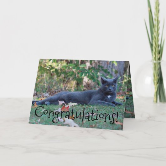 キティ・キャットおめでとう カード (正面)