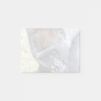 キドゴ（ウィリーB Jr）アットズーアトランタ ポストイット