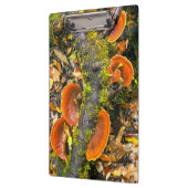 キニスナ·アマトールの枝に生える菌類 クリップボード (左)