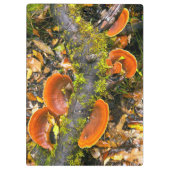 キニスナ·アマトールの枝に生える菌類 クリップボード (裏面)