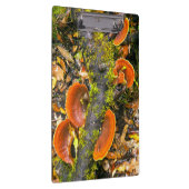 キニスナ·アマトールの枝に生える菌類 クリップボード (右)