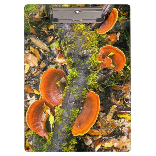 キニスナ·アマトールの枝に生える菌類 クリップボード (正面)