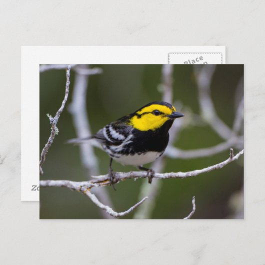 キニー郡、テキサス州。アメリカキチョウ ポストカード (正面/裏面)