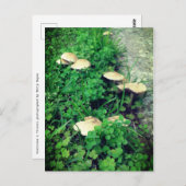 キノコとクローバー ポストカード (正面/裏面)