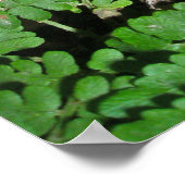 キノコとシダのポスター ポスター (角)