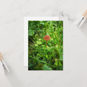 キノコのグリーティングカード カード (正面/裏面インサイチュ)