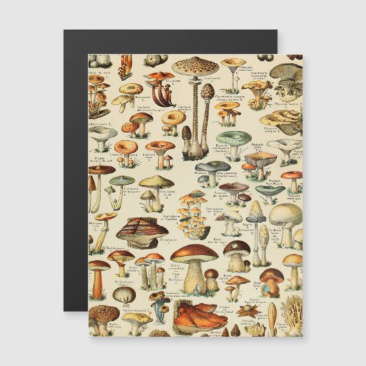 キノコのコレクション (正面/裏面)