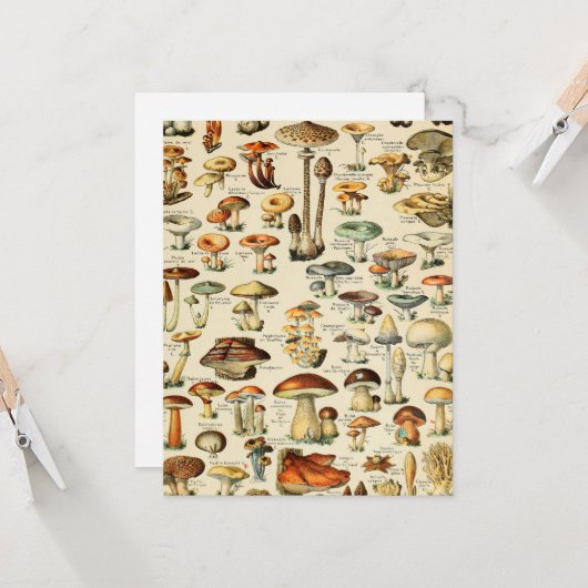 キノコのコレクション カード (正面/裏面インサイチュ)