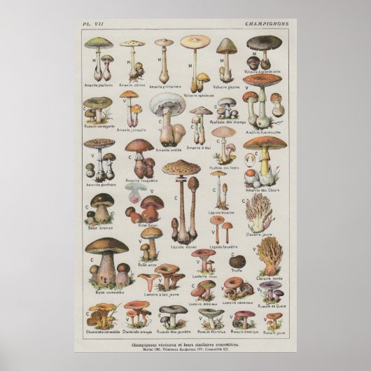 キノコのポスター ポスター (正面)