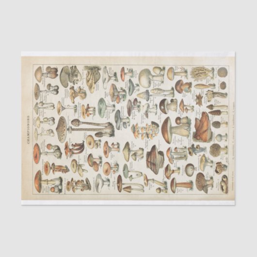 キノコのヴィンテージフランスの菌の分離コラージュ 薄葉紙 (正面)