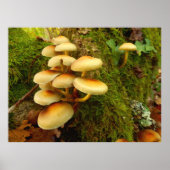 キノコの下げ柱 ポスター (正面)
