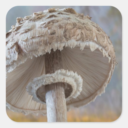 キノコの下面を閉じる スクエアシール (正面)