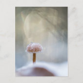 キノコの冬の写真 シーズンポストカード (正面)